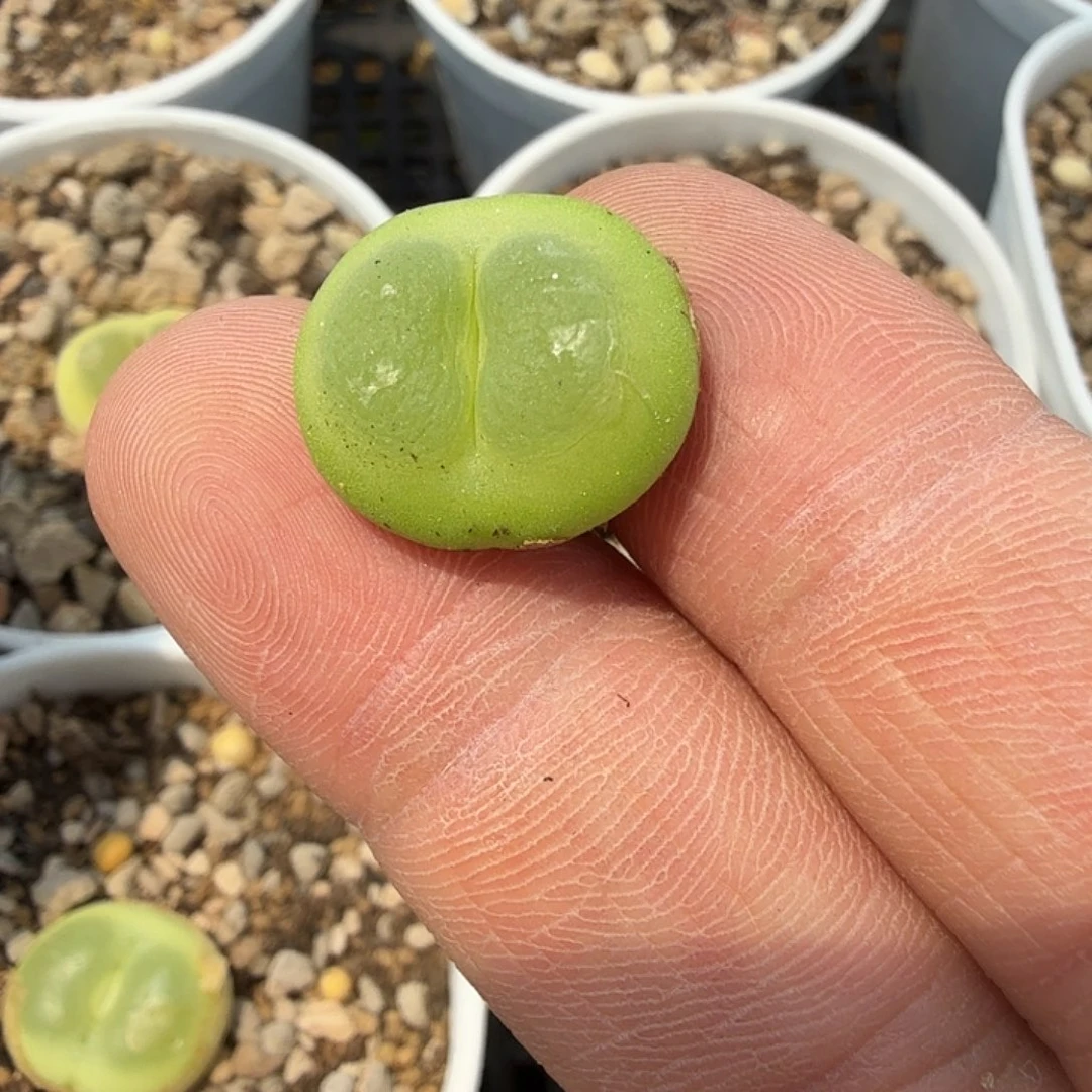 劳****?多肉拉登一颗啊啊啊