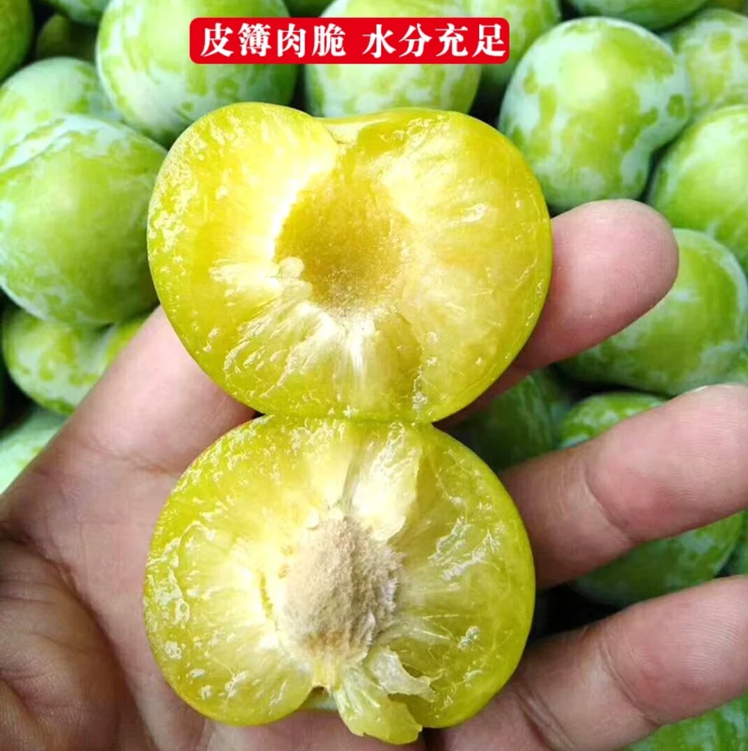 （包邮）贵州李子新鲜水果冰脆李酸甜可口应季脱骨李四月李现摘现发