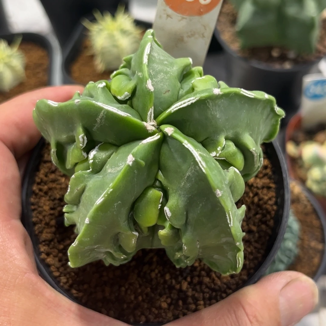 133实生核桃鸾凤玉带盆