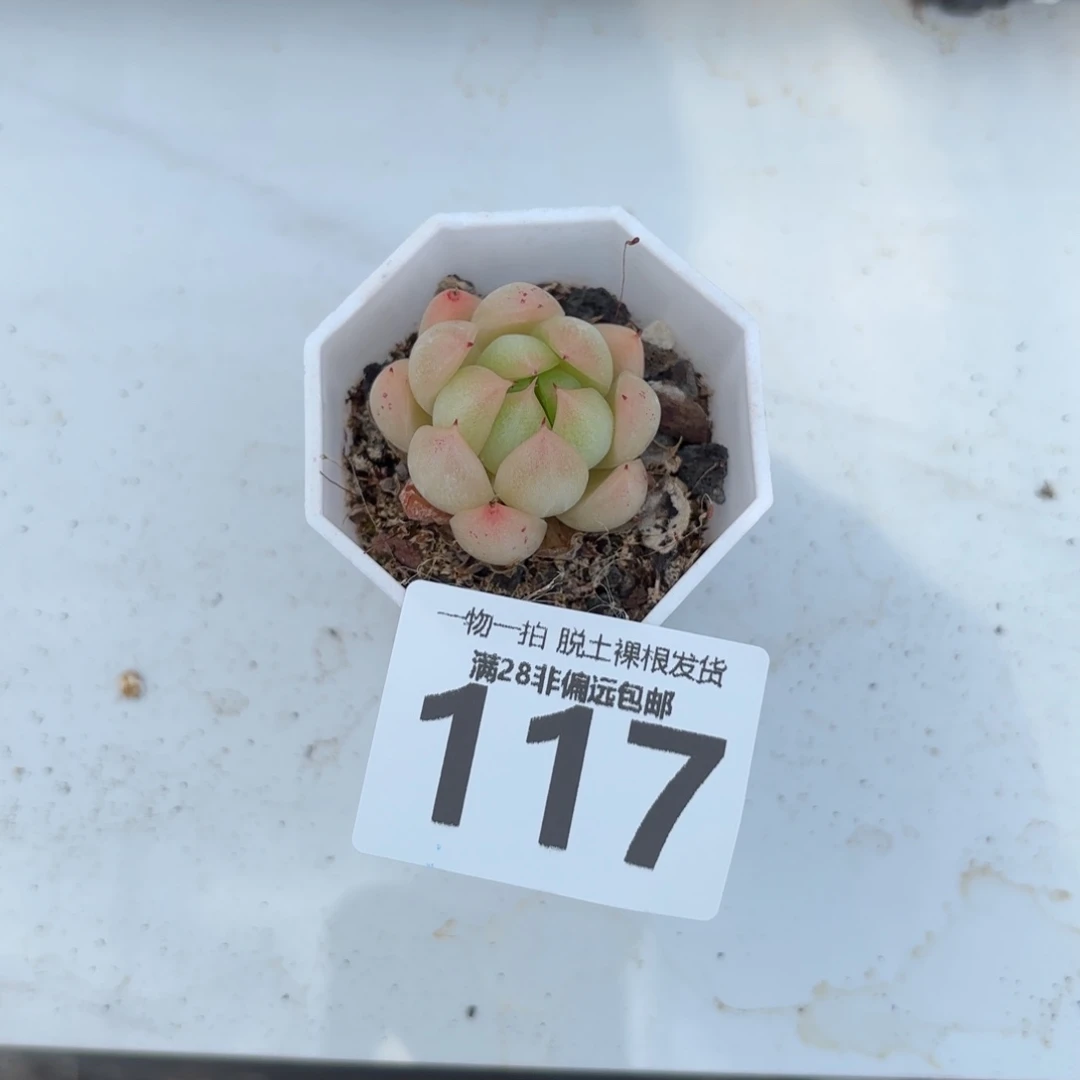 麦秆单头多肉多肉多肉