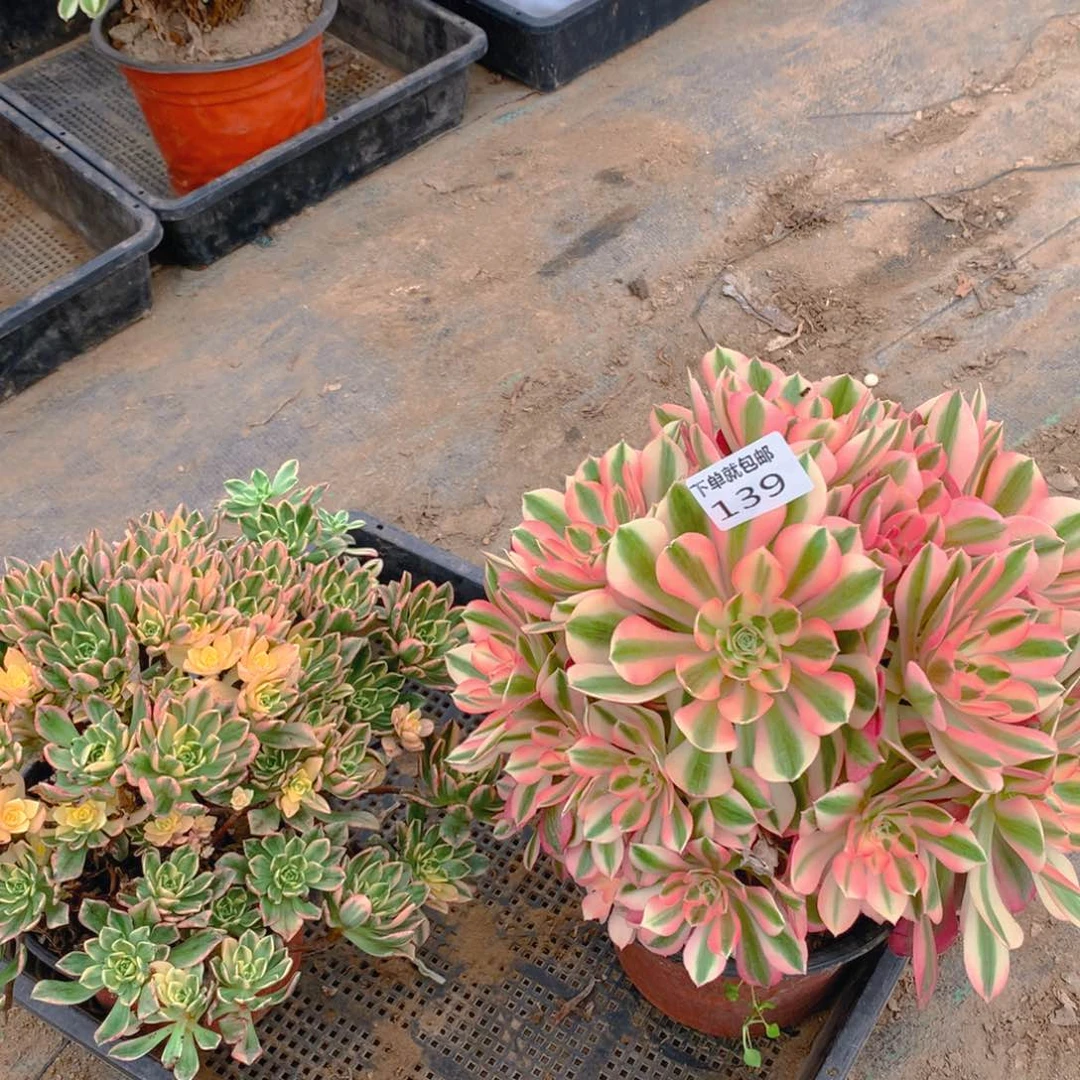 139法师组合老桩多肉