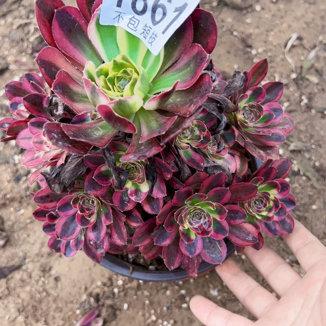 1861冰淇淋锦多肉植物1861