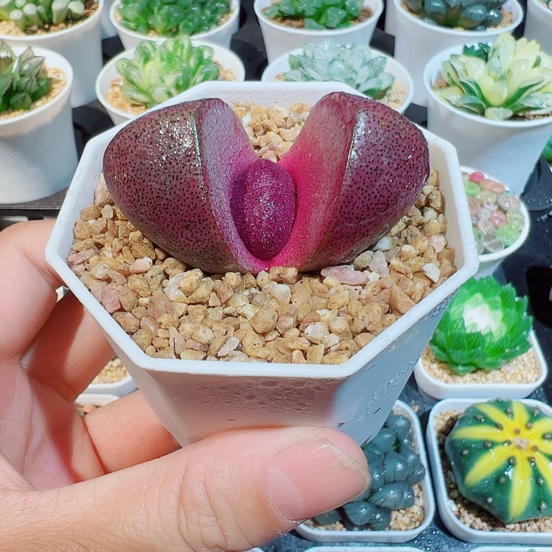 紫元宝多肉多肉多肉