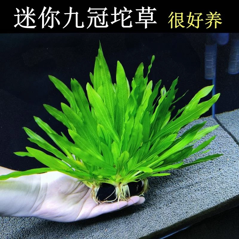 迷你绿九冠坨草鱼缸造景水草真草植物阴性后景新手好养活懒人养鱼