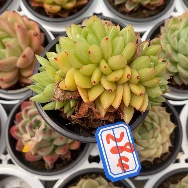 西**心一物一拍东云杂284