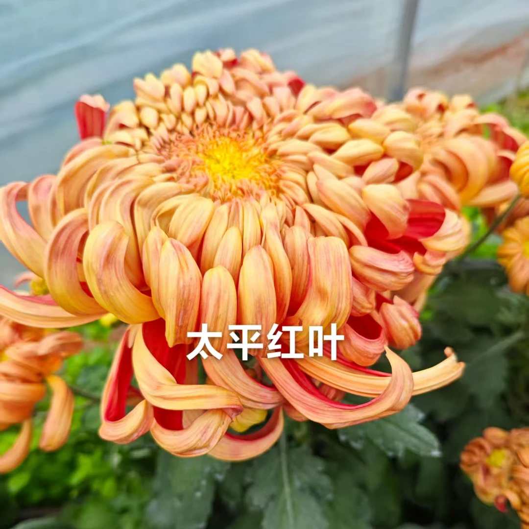【太平红叶】大花富贵菊九月菊花苗盆栽适合室内外庭院阳台种植