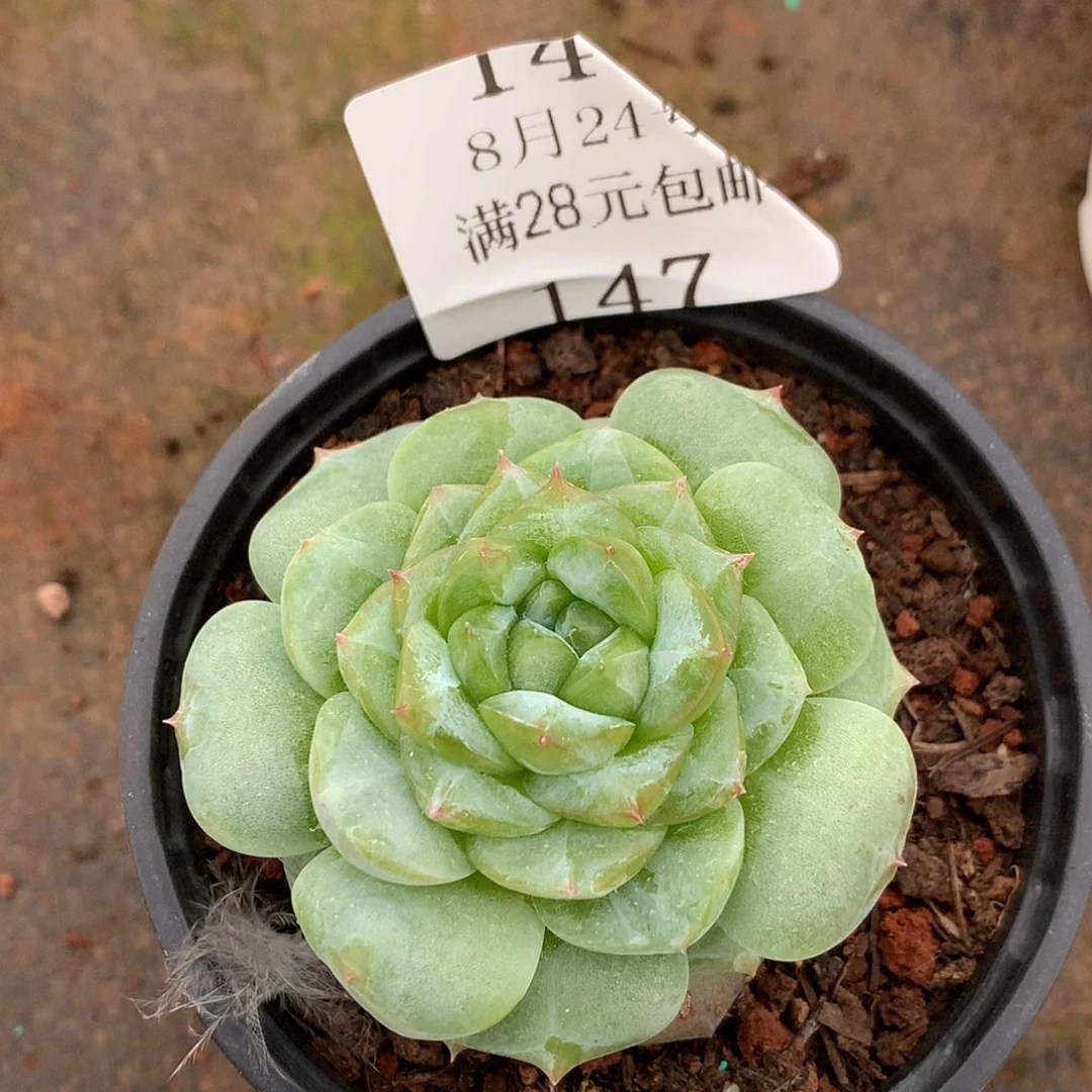 【闪购商品】云147号