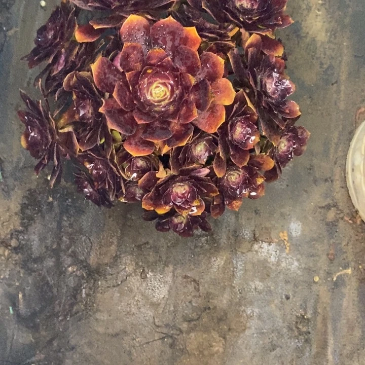 赤焰莲4多肉植物法师的