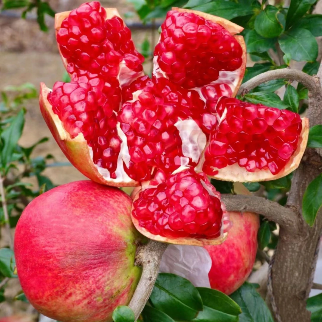 石榴树树苗突尼斯软籽无籽蒙阳红石榴盆栽庭院水果树特大带土果苗