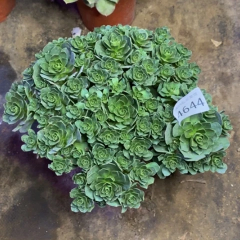 树玫瑰多肉植物4644