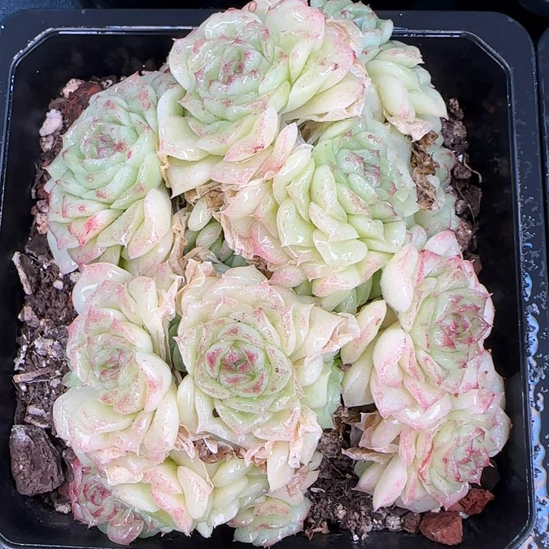 从前慢花园精选白天鹅