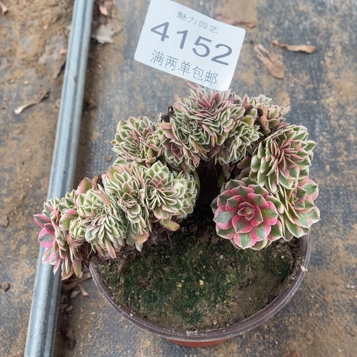 4152倾城的人多肉的