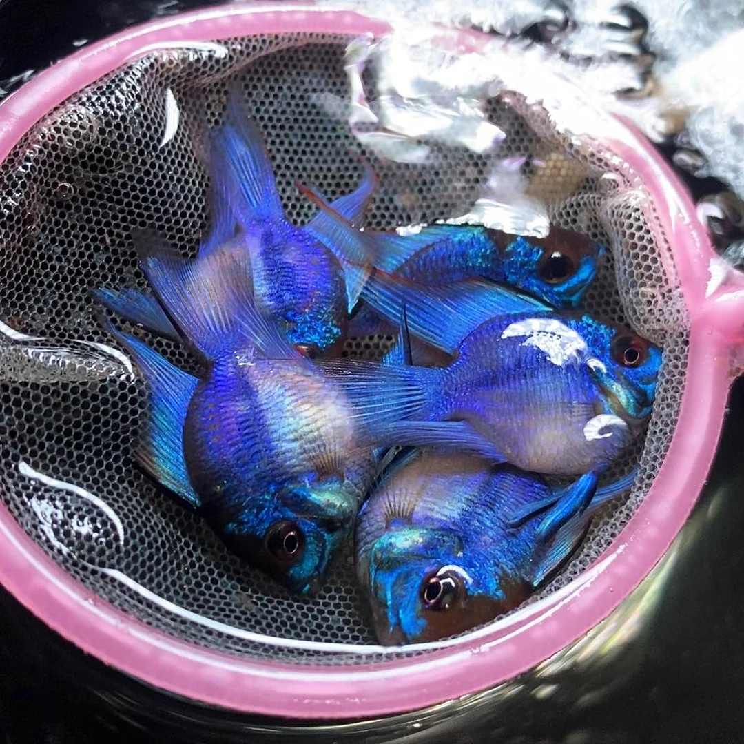 精品蓝波子三公三母，母鱼带卵