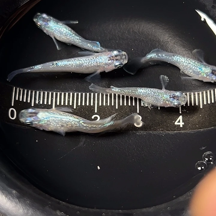 海水观背青鱂妖精一组10