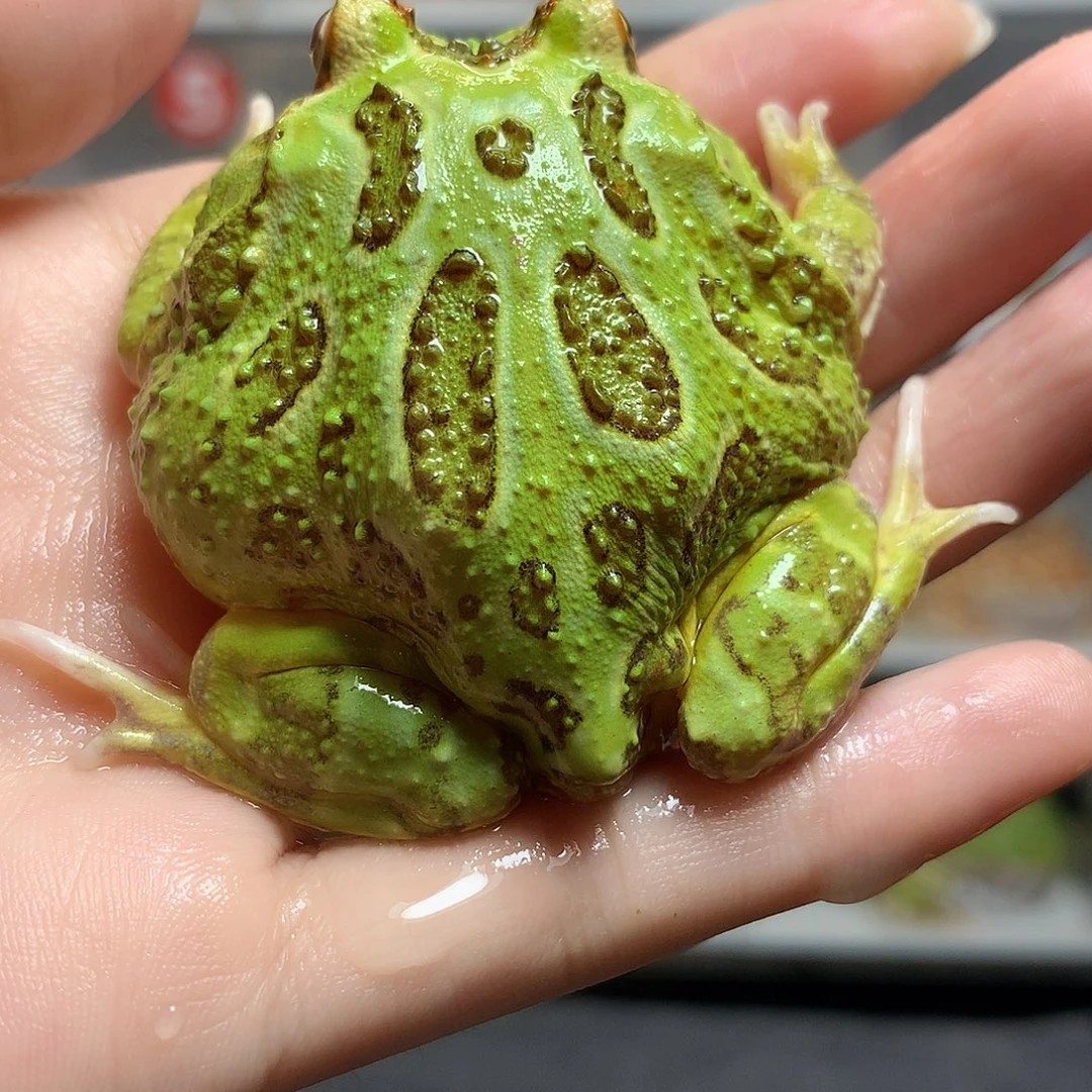 角蛙2700绿角绿角