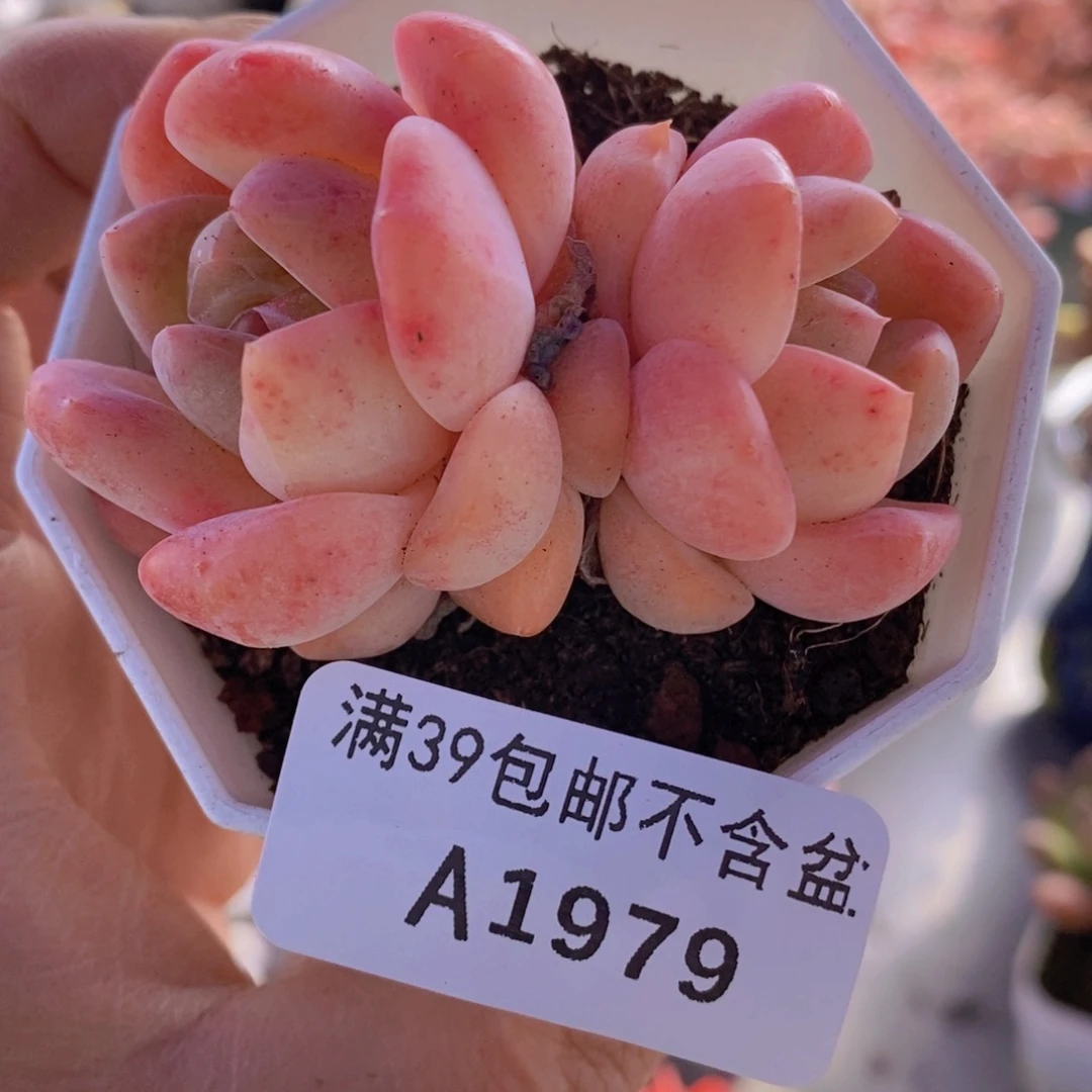 冰冰6cm1979多肉植物