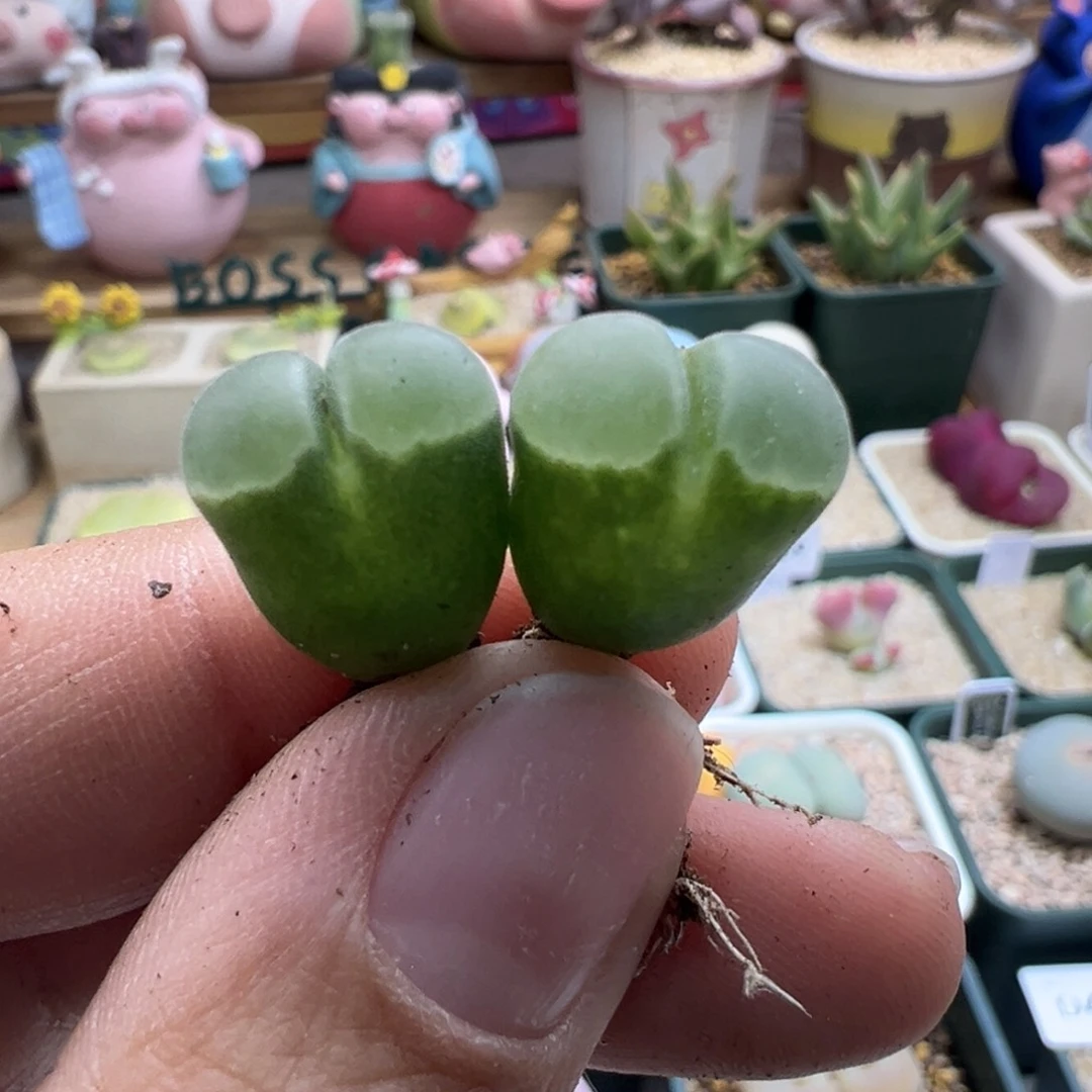 510。1802.84。 多肉植物