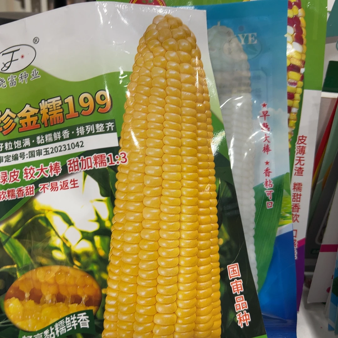 早白2017，珍金糯，绥化糯种子