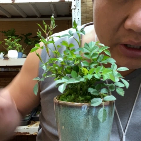 红陶一物一拍所见即所得185