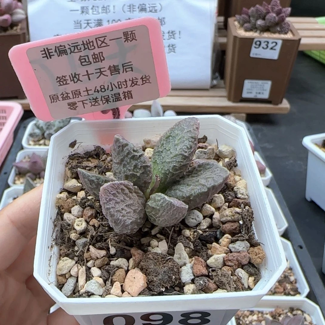 098大鱼海棠多肉