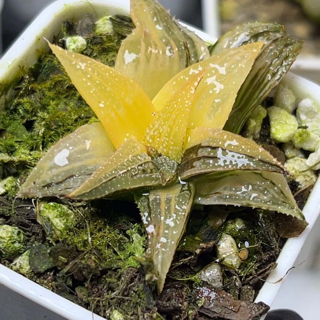 十二卷多肉植物111吕之星