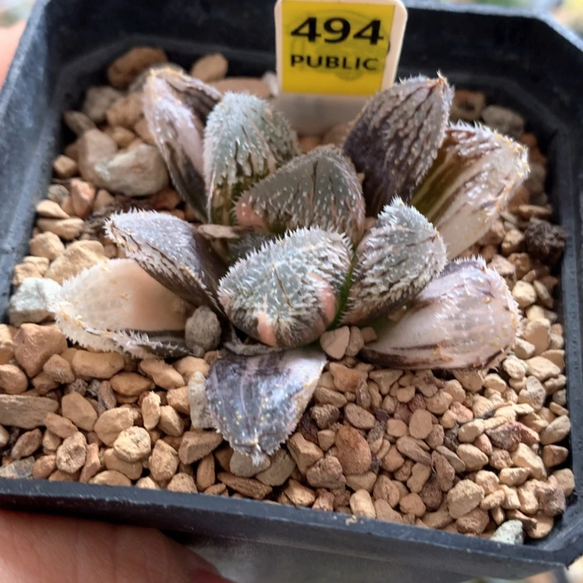 【闪购商品】494狼蛛