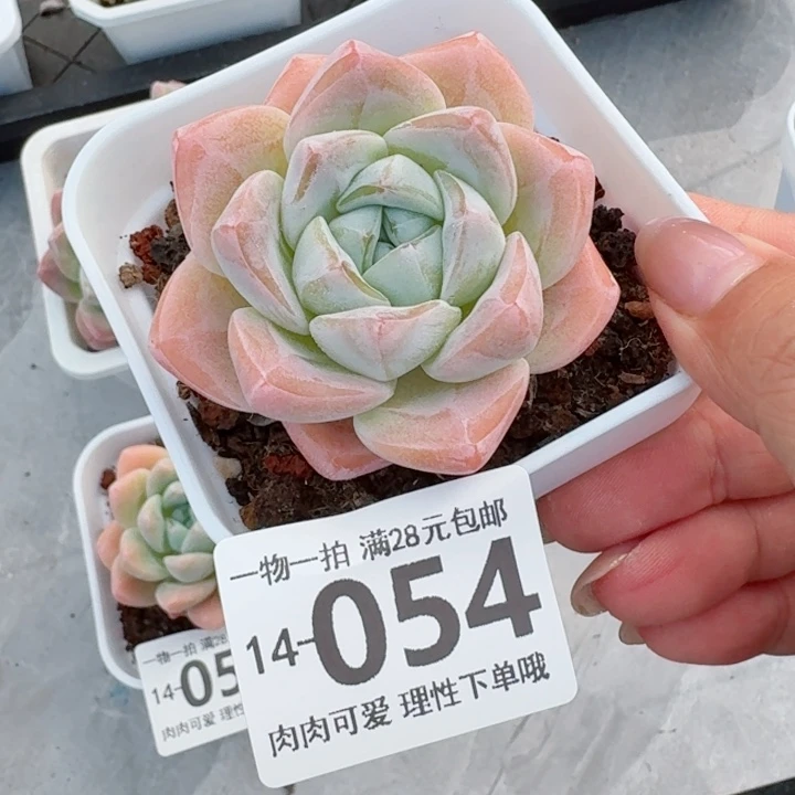 冰玉无盆土发货多肉多
