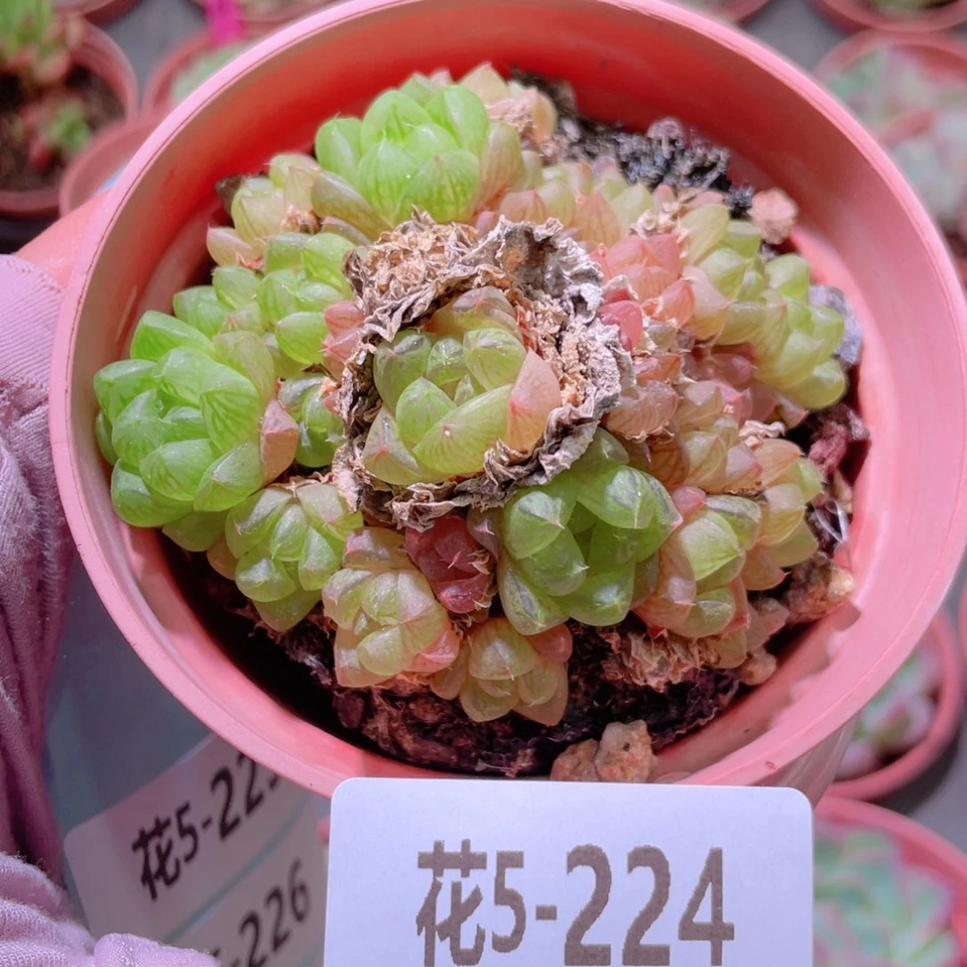 花利美5-224草玉露