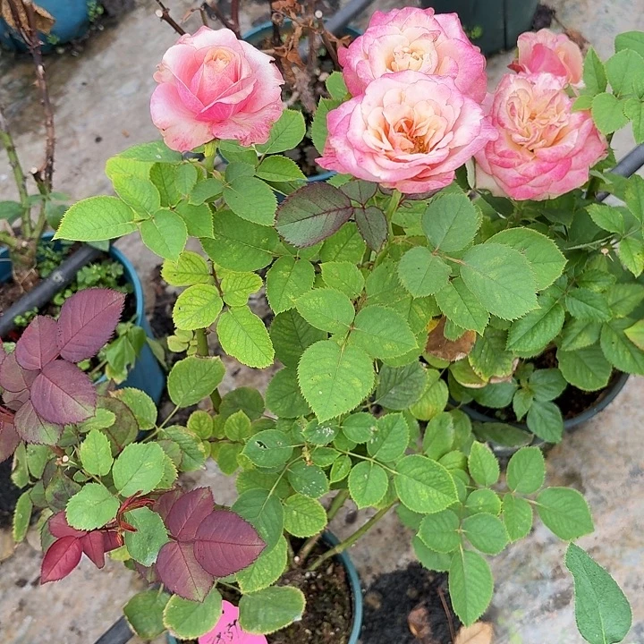 无花朵玛罗莎一加仑