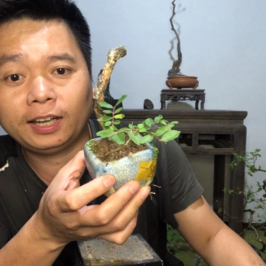 无花朵盆景盆栽植物（不包成活率）