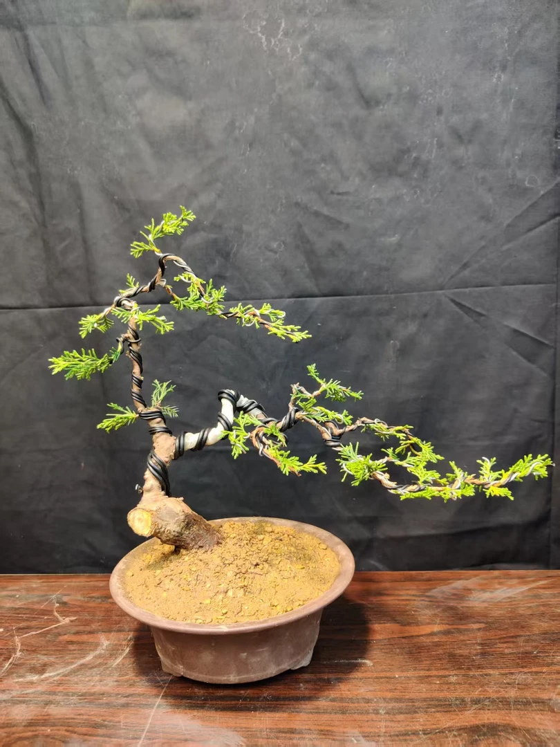 柏树系鱼川真柏126