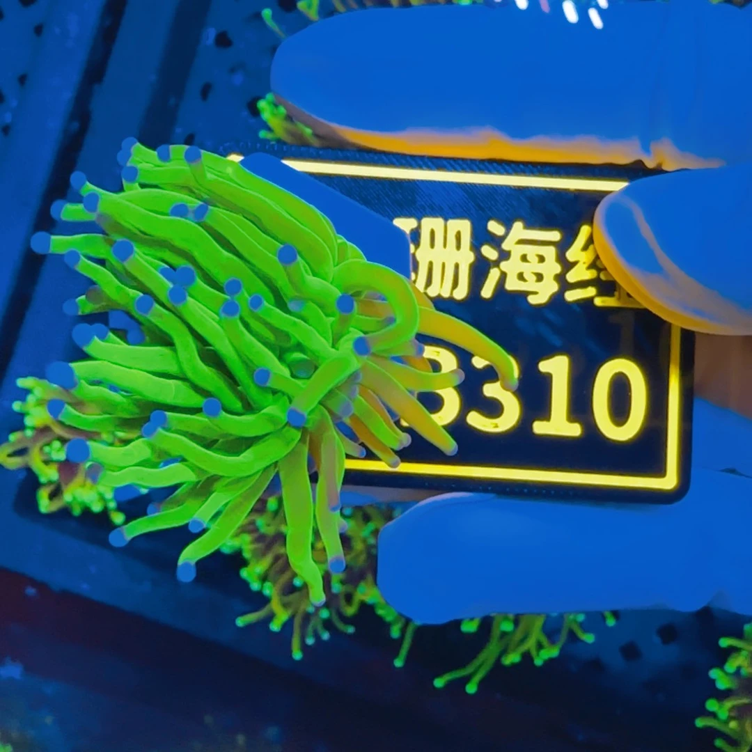 牛***羊纽扣珊瑚晓晓不包邮圣杯B310