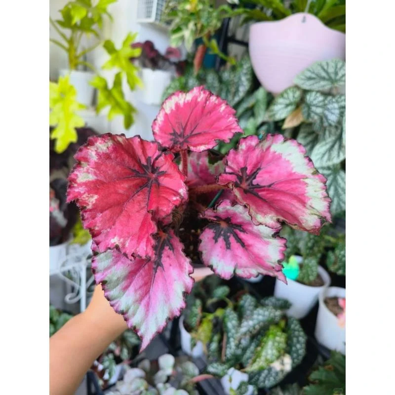 晚秋霞秋海棠室内观叶灌木竹节类阳台庭院植物盆栽耐阴