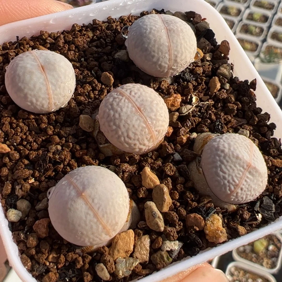 172多肉植物百科