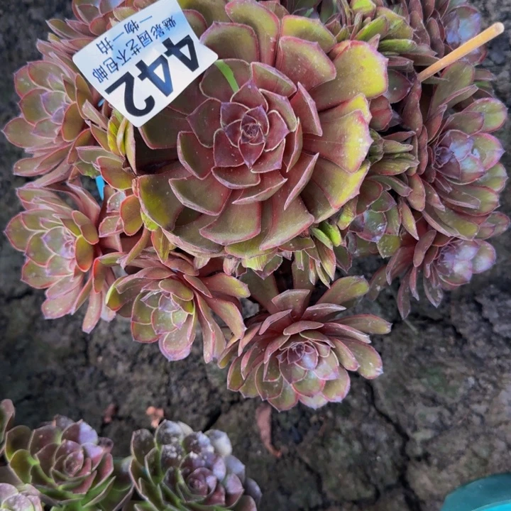 千面男爵花25-50包邮花花