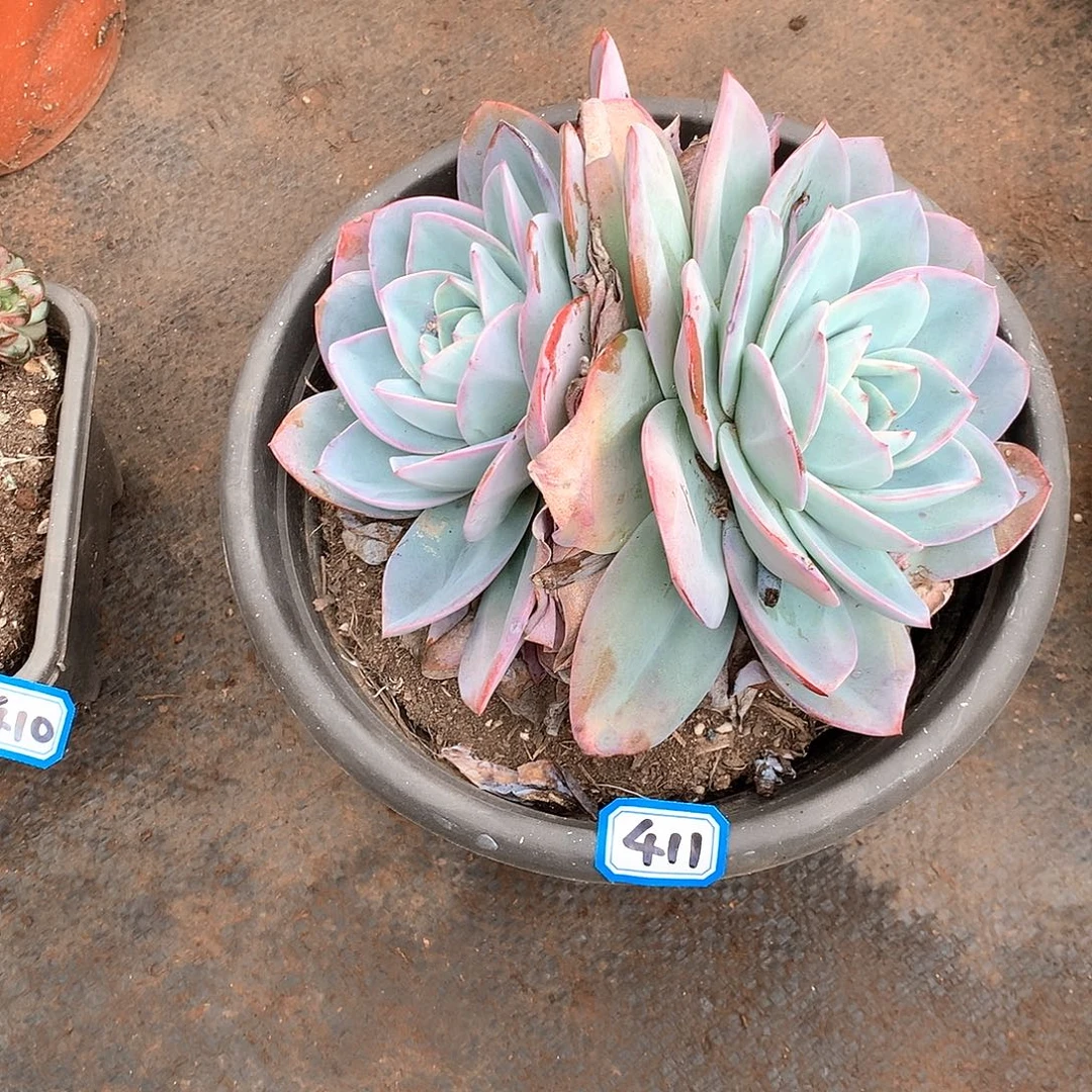 411布鲁蓝 一物一拍多肉