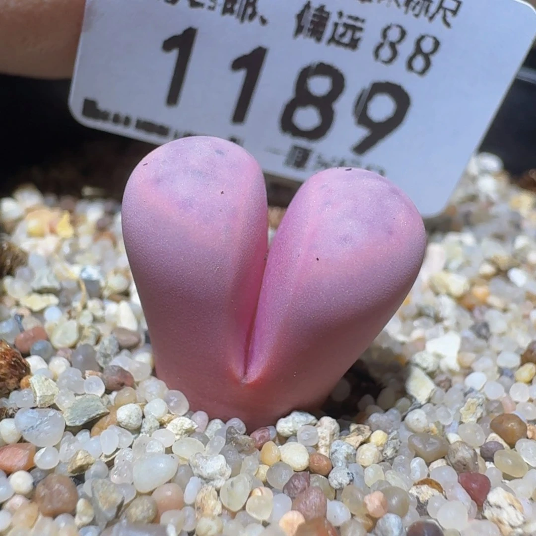 zzzz精品生石花1189