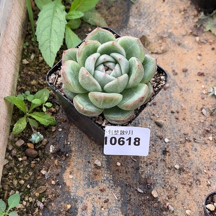 阿雅园艺。       618
