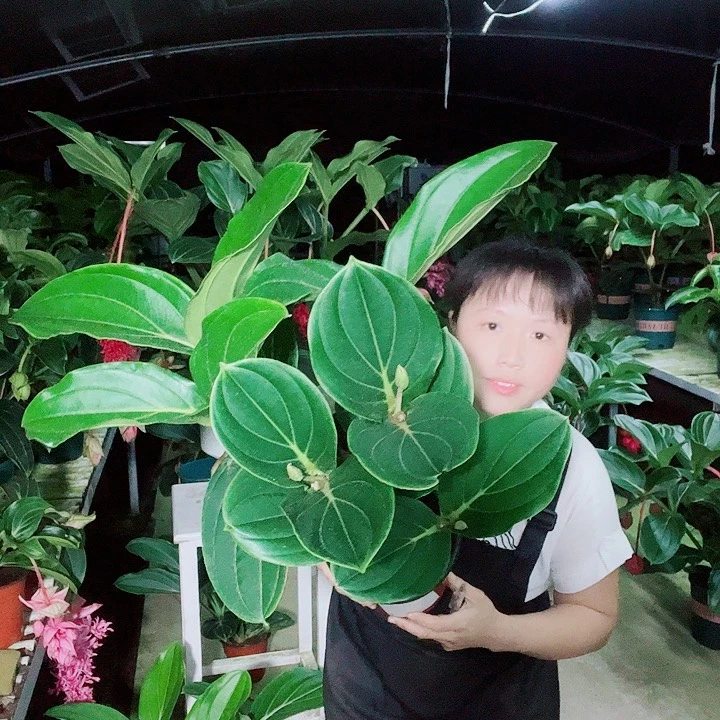 猛*宝莲灯开花开花