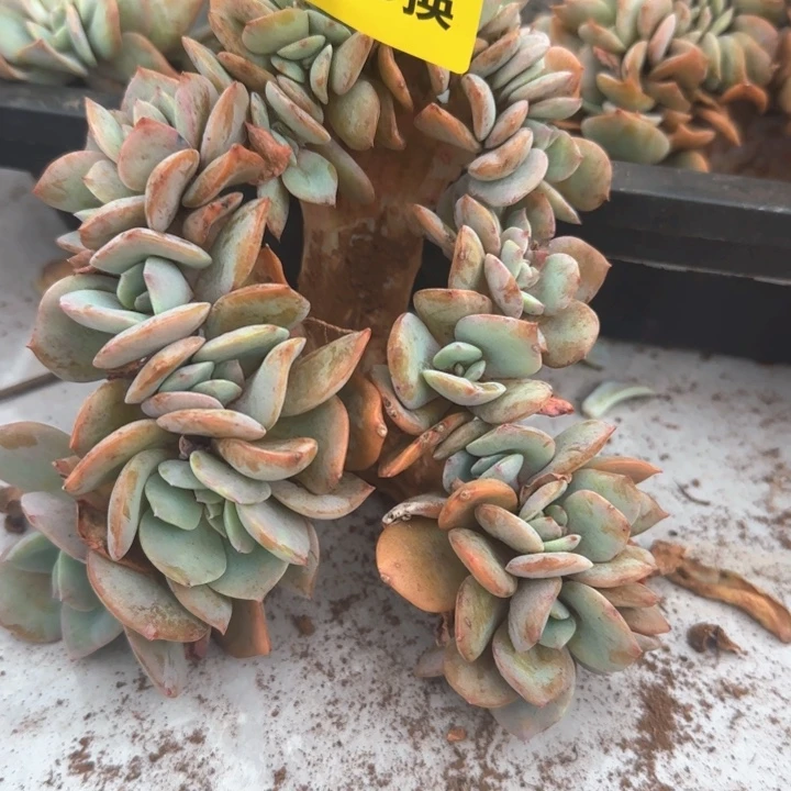 103号高桩血凤缀化