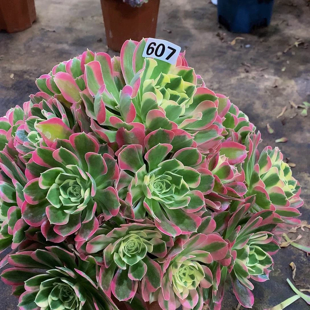 蔡*飞多肉雨花石607.0000000