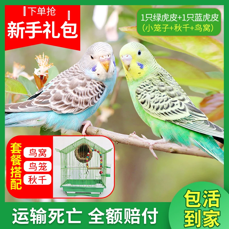 到家上手纯手养虎皮鹦鹉一对可繁殖鸟活物