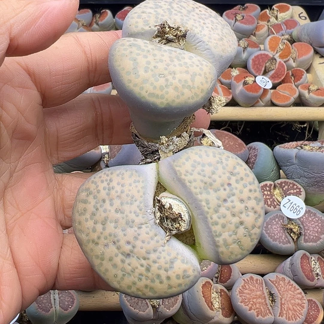 1705超级巨无霸清货价格不作参考