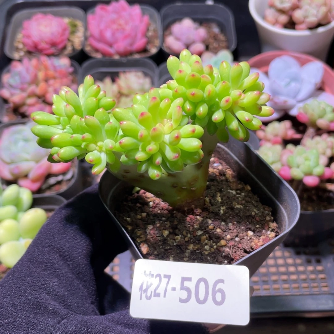 花利美27-506青松缀化