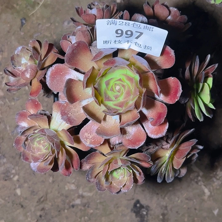 997黑美人多肉植物