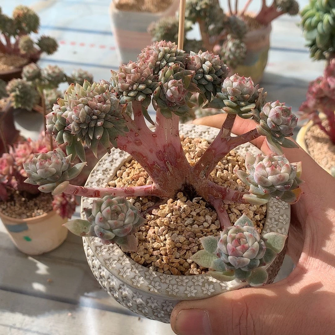 冰魄缀一颗11厘米