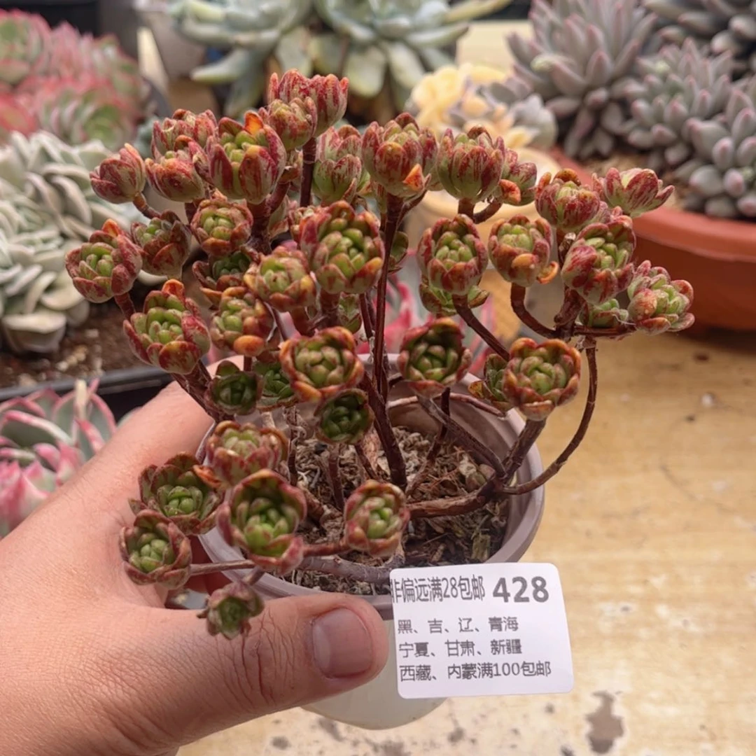 【闪购商品】428小狐狸