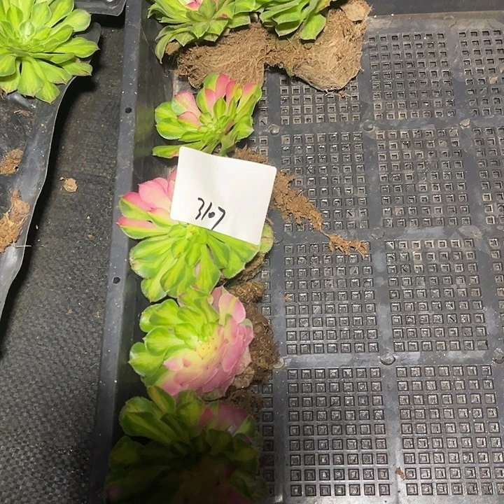 5颗知否送个绿的3107