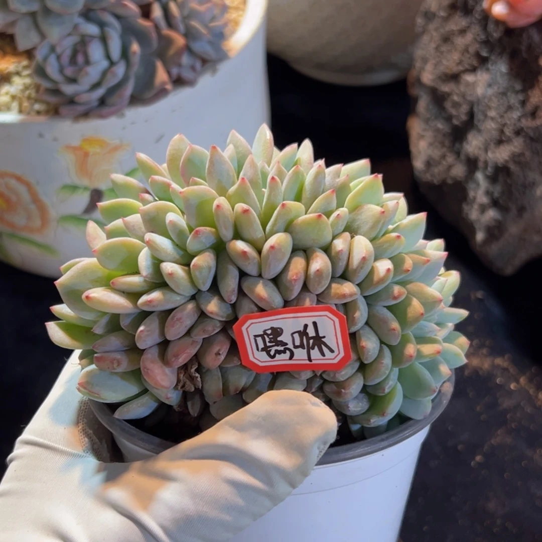 嘿***～新年快乐 新年快乐