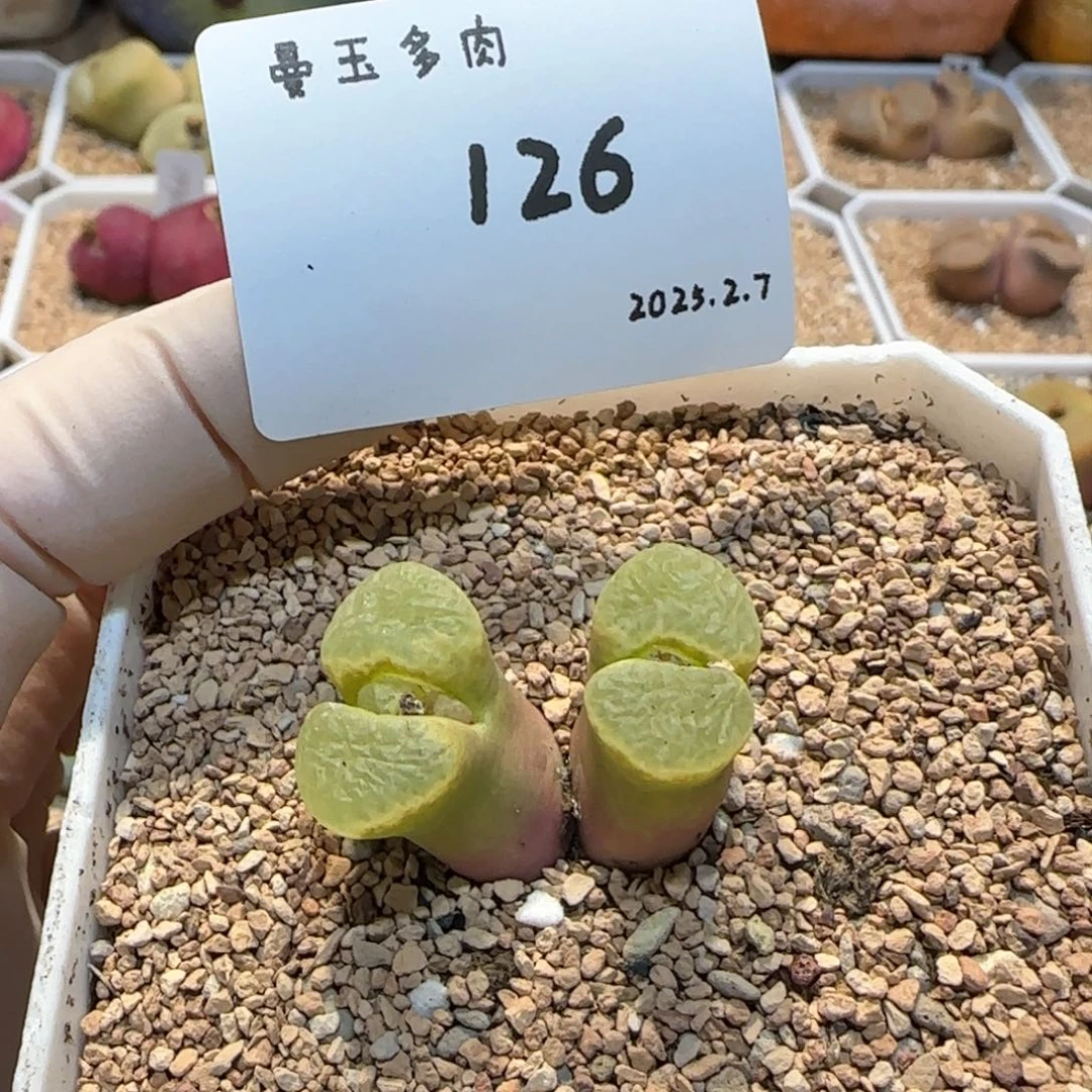 W****?多肉多肉多肉2.7-126